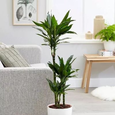 家居装饰植物选什么好?骆丹给你支个招!
